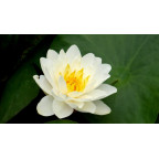 NYMPHAEA 'Perry's White Wonder' NYMPHAEA 'Perry's White Wonder'