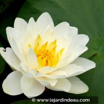 NYMPHAEA &#039;Perry&#039;s White Wonder&#039;