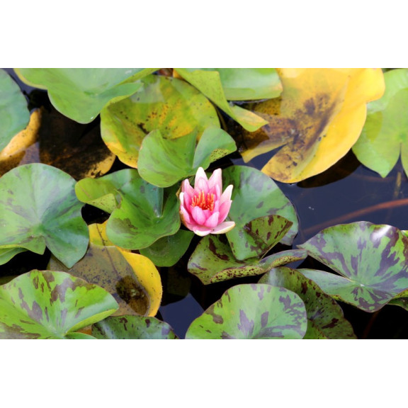 NYMPHAEA 'Phoebus'