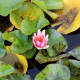 NYMPHAEA 'Phoebus'