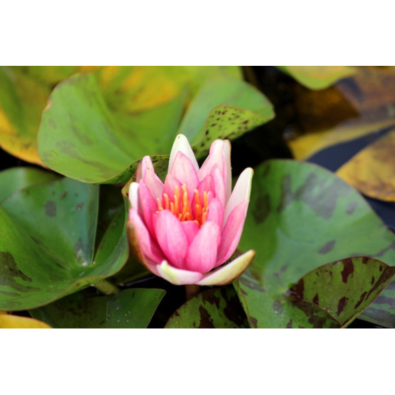 NYMPHAEA 'Phoebus'