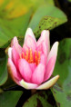 NYMPHAEA 'Phoebus'