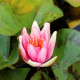 NYMPHAEA 'Phoebus'