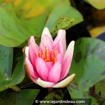 NYMPHAEA &#039;Phoebus&#039;