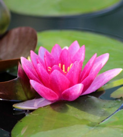 NYMPHAEA 'Rembrandt'