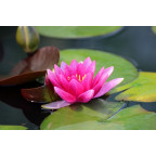 NYMPHAEA 'Rembrandt'