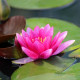 NYMPHAEA 'Rembrandt'