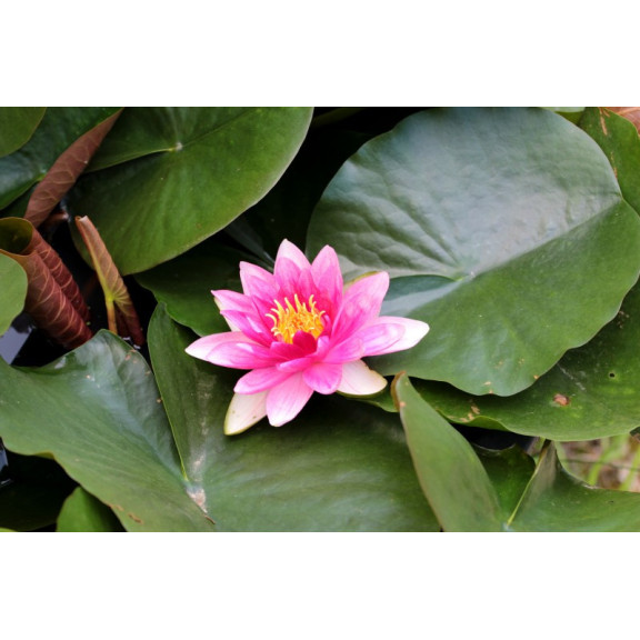 NYMPHAEA 'Rembrandt'