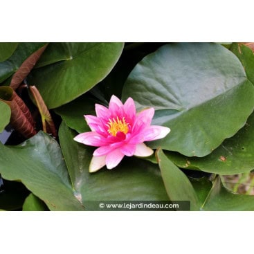 NYMPHAEA \'Rembrandt\'