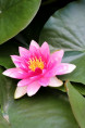 NYMPHAEA 'Rembrandt'