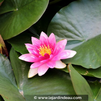 NYMPHAEA &#039;Rembrandt&#039;