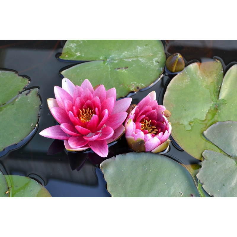 NYMPHAEA 'Rembrandt'