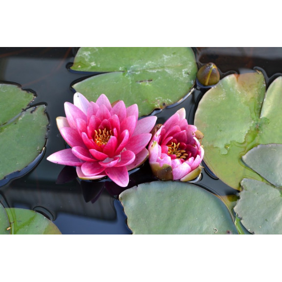 NYMPHAEA 'Rembrandt'
