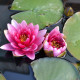 NYMPHAEA 'Rembrandt'