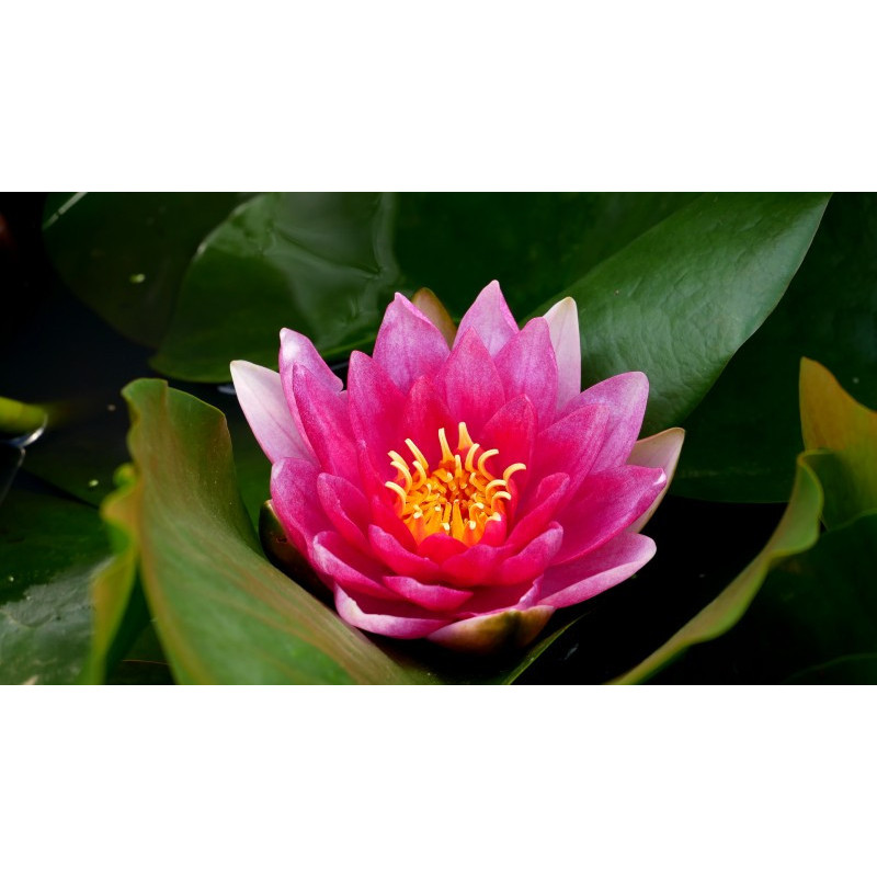 NYMPHAEA 'Rembrandt'