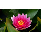 NYMPHAEA 'Rembrandt'