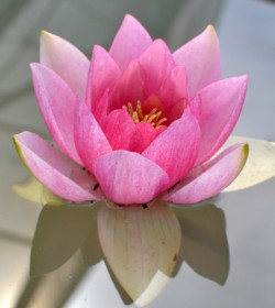 NYMPHAEA 'Unknown Warrior'