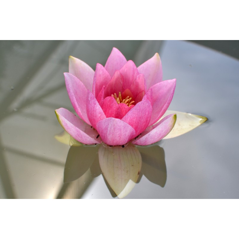 NYMPHAEA 'Unknown Warrior' NYMPHAEA 'Unknown Warrior'