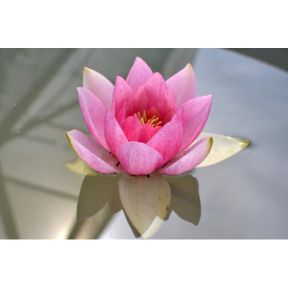 NYMPHAEA 'Unknown Warrior'