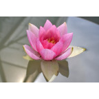 NYMPHAEA 'Unknown Warrior' NYMPHAEA 'Unknown Warrior'