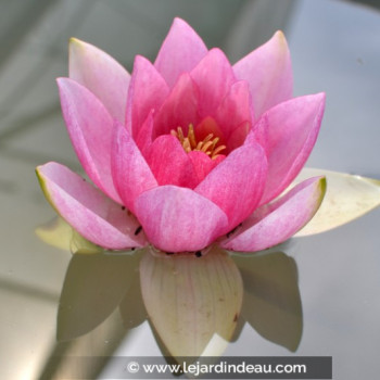 NYMPHAEA &#039;Unknown Warrior&#039;