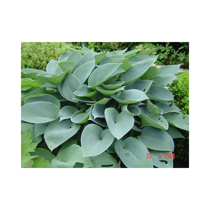 HOSTA 'Halcyon', feuillage lisse bleuté, fleur mauve - Le Jardin d'Eau HOSTA 'Halcyon', feuillage lisse bleuté, fleur mauve - Le Jardin d'Eau