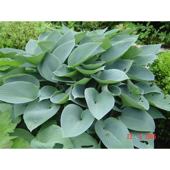 HOSTA 'Halcyon', feuillage lisse bleut&eacute;, fleur mauve - Le Jardin d'Eau