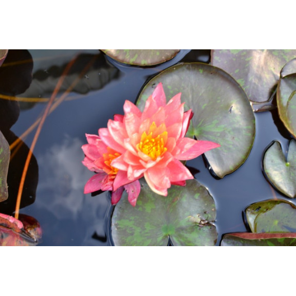 NYMPHAEA 'Wanvisa'