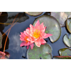 NYMPHAEA 'Wanvisa'