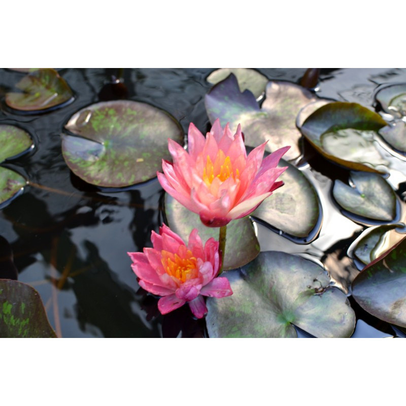 NYMPHAEA 'Wanvisa'