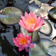 NYMPHAEA 'Wanvisa'