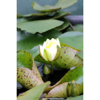 NYMPHAEA 'Yellow Enigma' - profondeur de plantation
