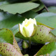 NYMPHAEA 'Yellow Enigma' - profondeur de plantation