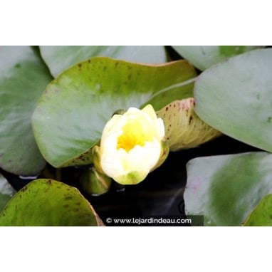 NYMPHAEA \'Yellow Enigma\'