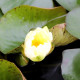 NYMPHAEA 'Yellow Enigma' - profondeur de plantation