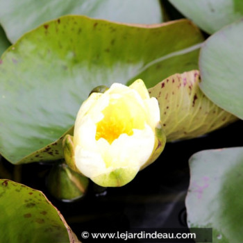 NYMPHAEA &#039;Yellow Enigma&#039; - profondeur de plantation