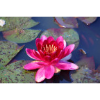 NYMPHAEA 'Little Champion'