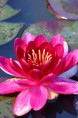 NYMPHAEA 'Little Champion'
