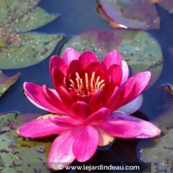 NYMPHAEA &#039;Little Champion&#039;