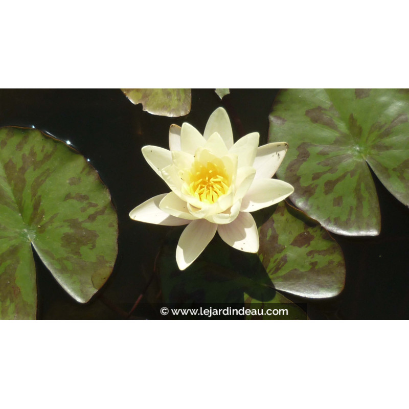 NYMPHAEA 'Marliacea Chromatella' NYMPHAEA 'Marliacea Chromatella'