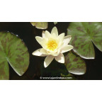 NYMPHAEA 'Marliacea Chromatella' NYMPHAEA 'Marliacea Chromatella'