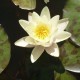 NYMPHAEA 'Marliacea Chromatella'