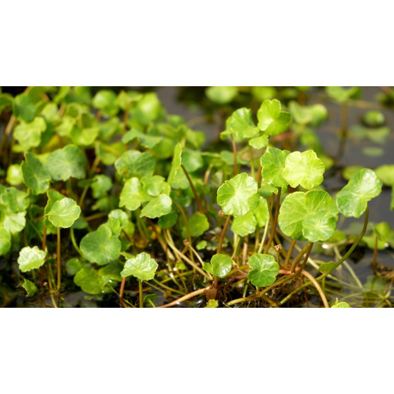 HYDROCOTYLE vulgaris