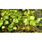 HYDROCOTYLE vulgaris