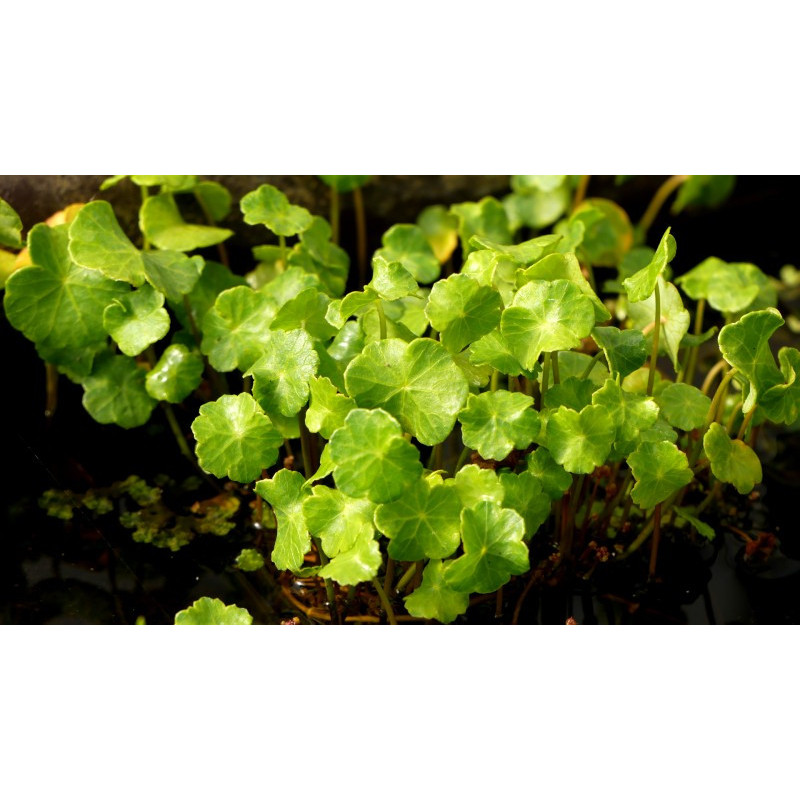 HYDROCOTYLE vulgaris