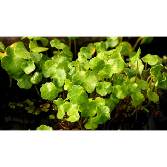 HYDROCOTYLE vulgaris