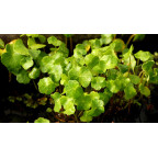HYDROCOTYLE vulgaris