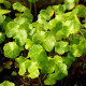 HYDROCOTYLE vulgaris