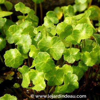 HYDROCOTYLE vulgaris