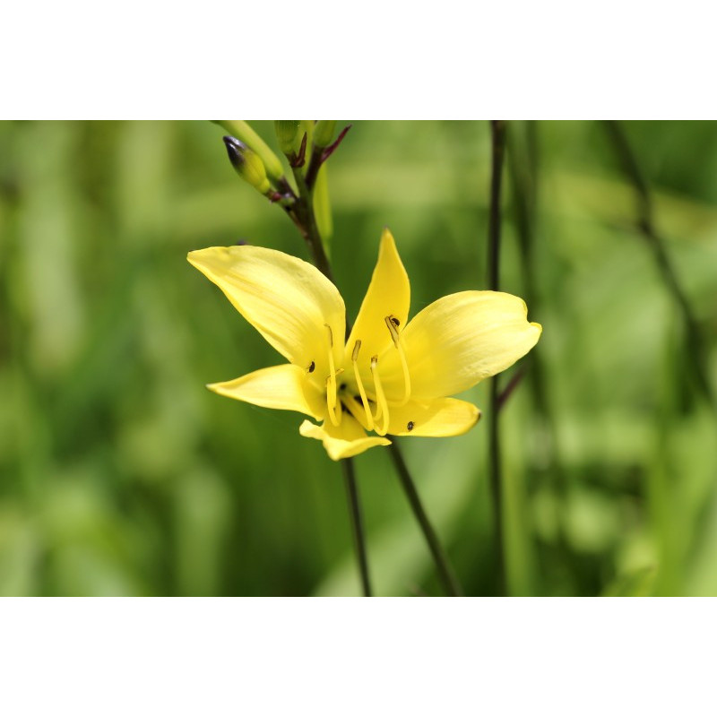 HEMEROCALLIS lilioasphodelus